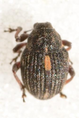 Rhinoncus pericarpius